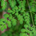 The $15 Billion Tree How Moringa Oleifera Became the Worlds Most Profitable Miracle Crop