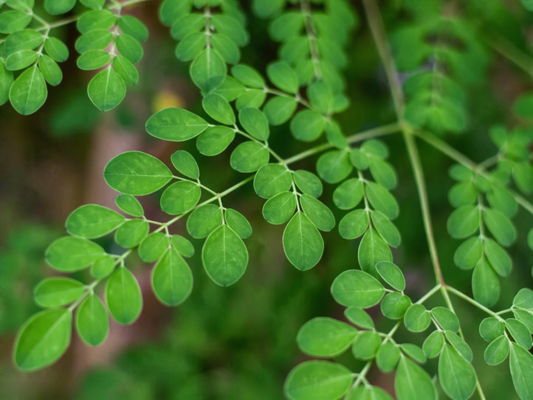 The $15 Billion Tree How Moringa Oleifera Became the Worlds Most Profitable Miracle Crop
