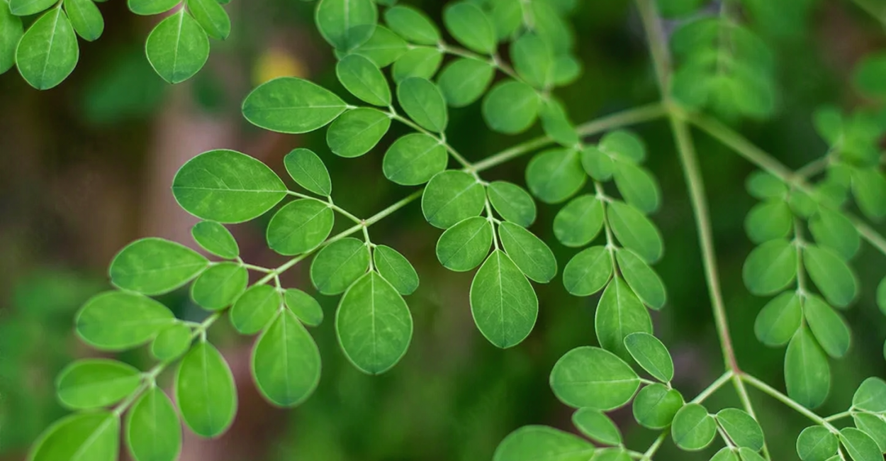 The-$15-Billion-Tree-How-Moringa-Oleifera-Became-the-Worlds-Most-Profitable-Miracle-Crop The $15 Billion Tree How Moringa Oleifera Became the Worlds Most Profitable Miracle Crop